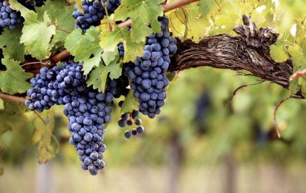 bubbly champagne tour – 2 wineries